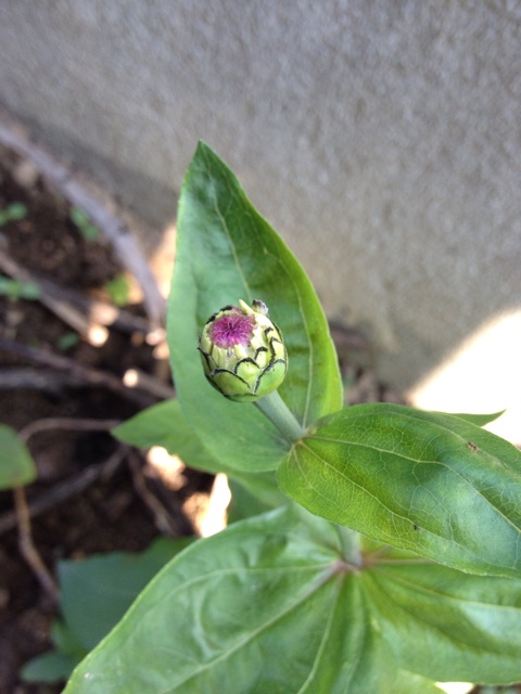 f:id:odayakabiyori:20150621185239j:plain f:id:odayakabiyori:20150621185239j:plain