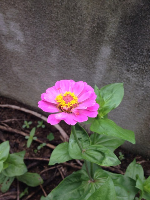 f:id:odayakabiyori:20150628163629j:plain f:id:odayakabiyori:20150628163629j:plain