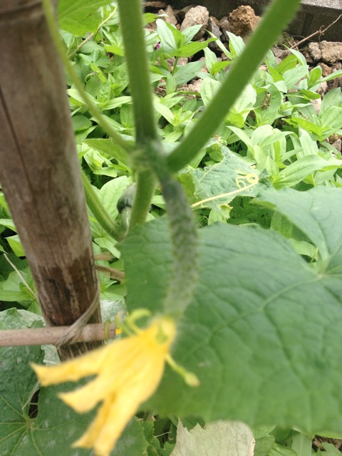f:id:odayakabiyori:20150709130608j:plain f:id:odayakabiyori:20150709130608j:plain