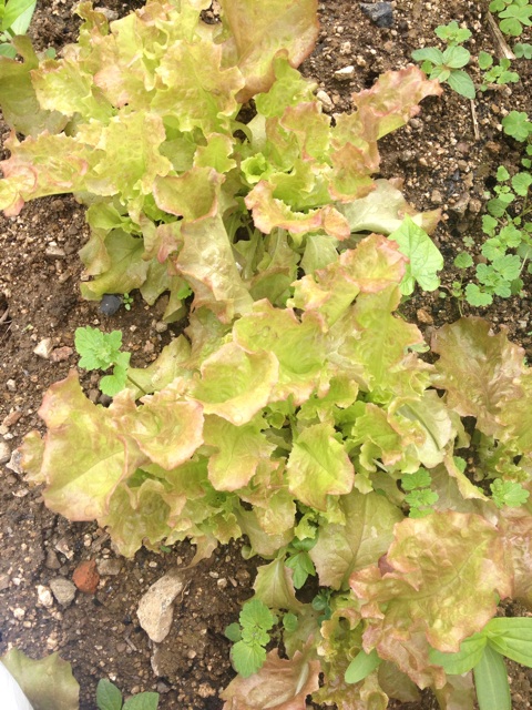 f:id:odayakabiyori:20150709143413j:plain f:id:odayakabiyori:20150709143413j:plain