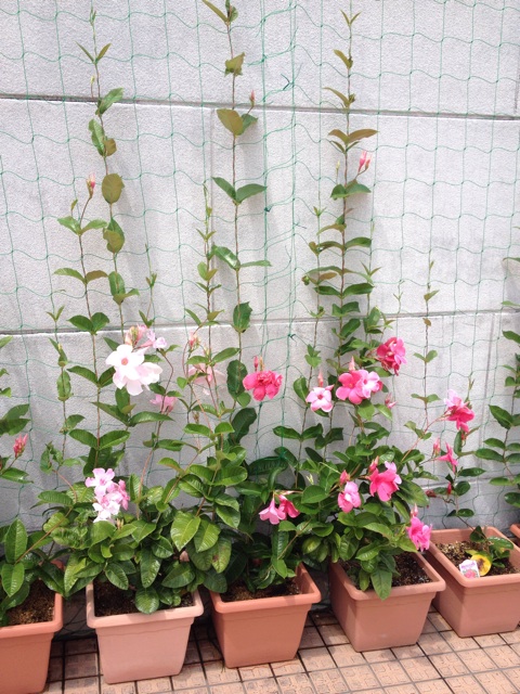 f:id:odayakabiyori:20150814141529j:plain f:id:odayakabiyori:20150814141529j:plain