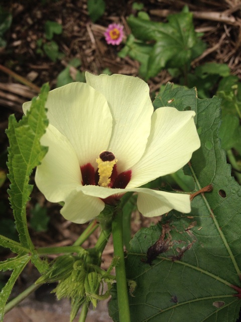 f:id:odayakabiyori:20150826135055j:plain f:id:odayakabiyori:20150826135055j:plain