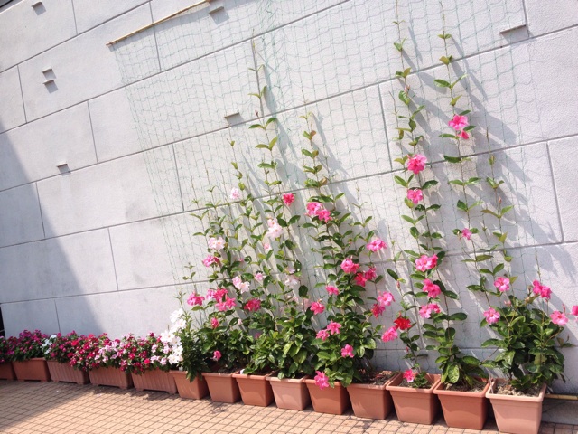 f:id:odayakabiyori:20150904174238j:plain f:id:odayakabiyori:20150904174238j:plain
