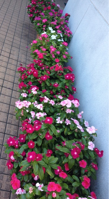 f:id:odayakabiyori:20150918151426j:plain f:id:odayakabiyori:20150918151426j:plain