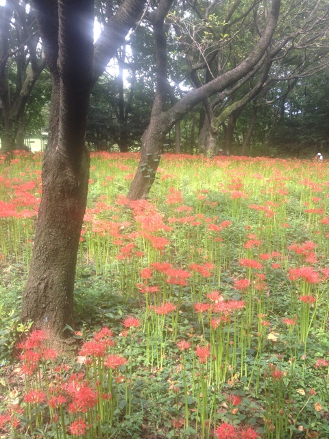 f:id:odayakabiyori:20150919145010j:plain f:id:odayakabiyori:20150919145010j:plain