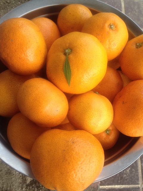 f:id:odayakabiyori:20151121162125j:plain f:id:odayakabiyori:20151121162125j:plain
