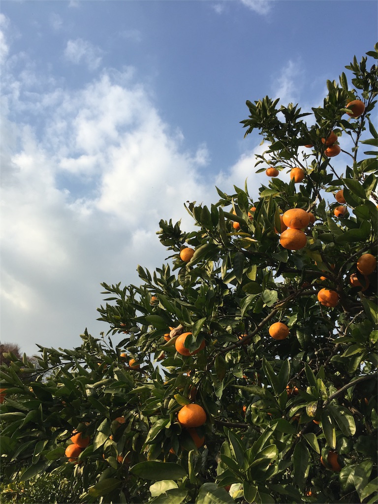 f:id:odayakabiyori:20151228212126j:image f:id:odayakabiyori:20151228212126j:image
