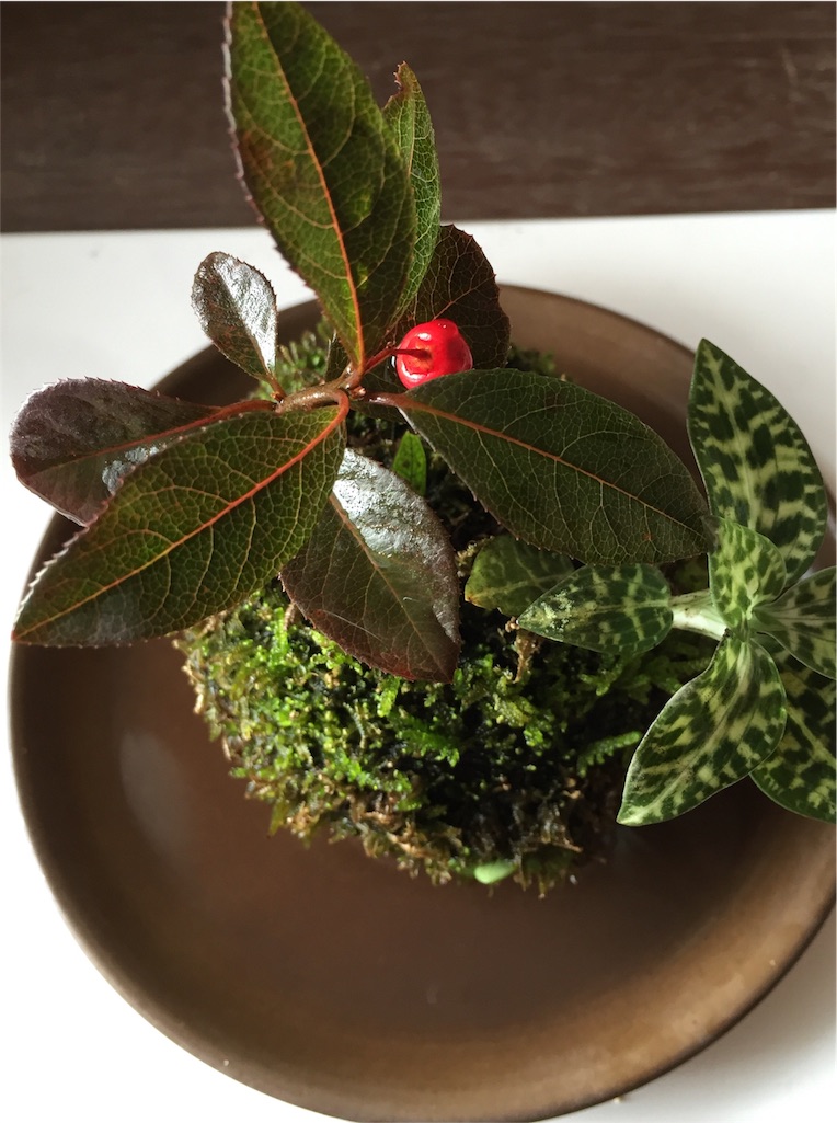 f:id:odayakabiyori:20151228221505j:image f:id:odayakabiyori:20151228221505j:image
