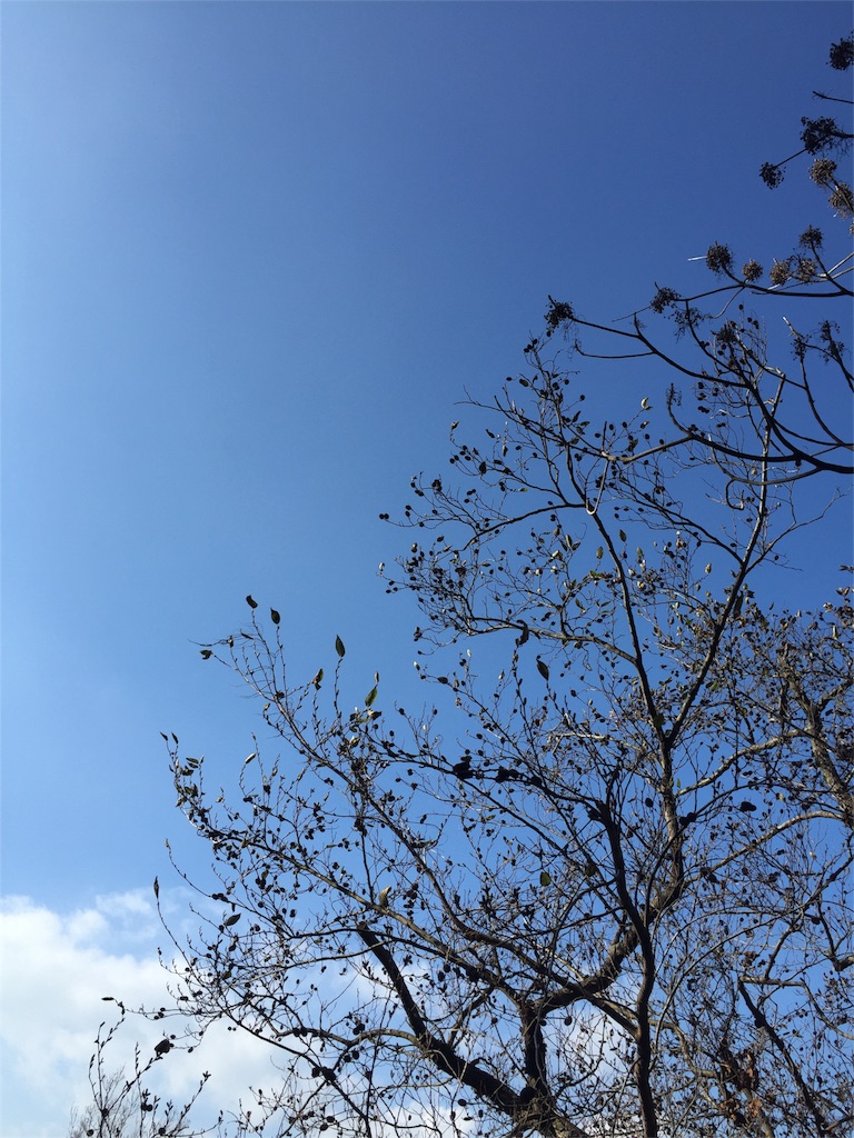 f:id:odayakabiyori:20160101163753j:image f:id:odayakabiyori:20160101163753j:image