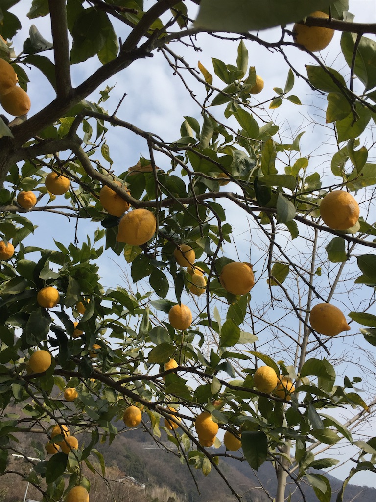 f:id:odayakabiyori:20160227162335j:image f:id:odayakabiyori:20160227162335j:image