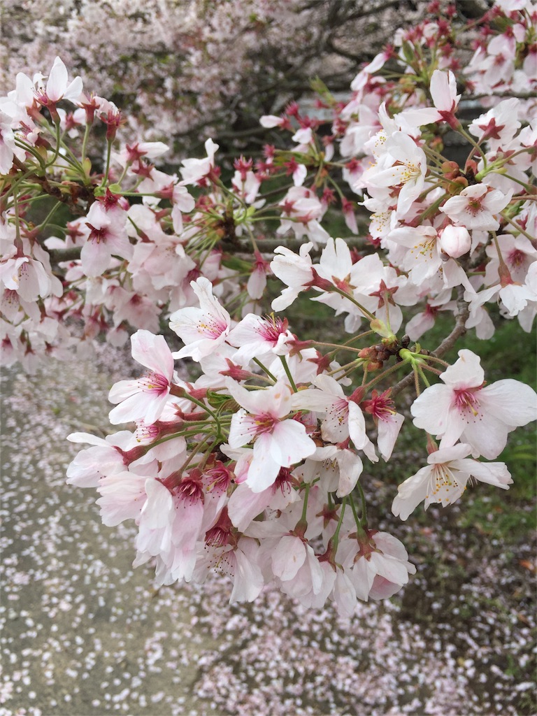 f:id:odayakabiyori:20160409201959j:image f:id:odayakabiyori:20160409201959j:image