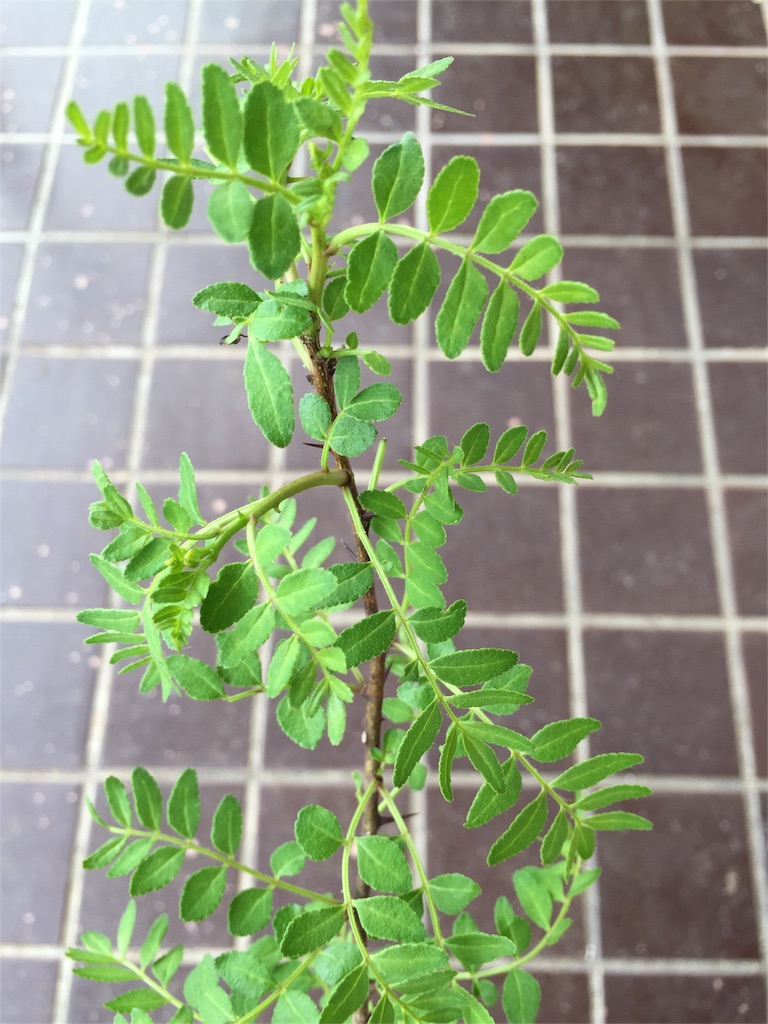 f:id:odayakabiyori:20160426203927j:image f:id:odayakabiyori:20160426203927j:image