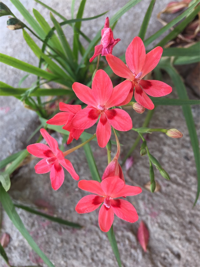 f:id:odayakabiyori:20160430105837j:image f:id:odayakabiyori:20160430105837j:image