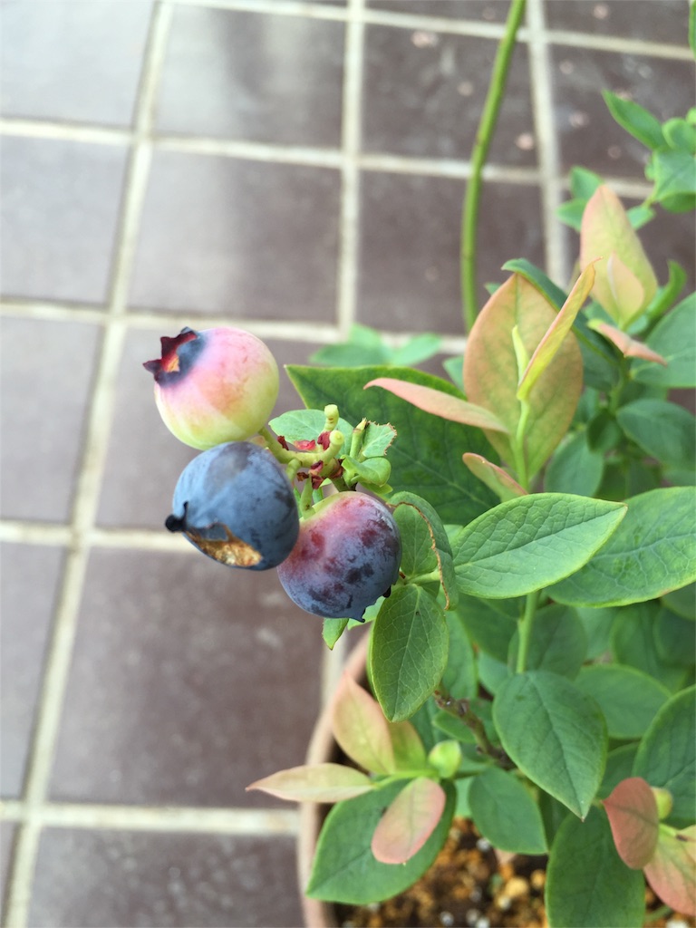 f:id:odayakabiyori:20160525153441j:image f:id:odayakabiyori:20160525153441j:image