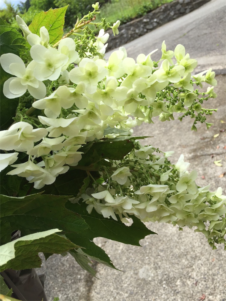 f:id:odayakabiyori:20160531160612j:image f:id:odayakabiyori:20160531160612j:image