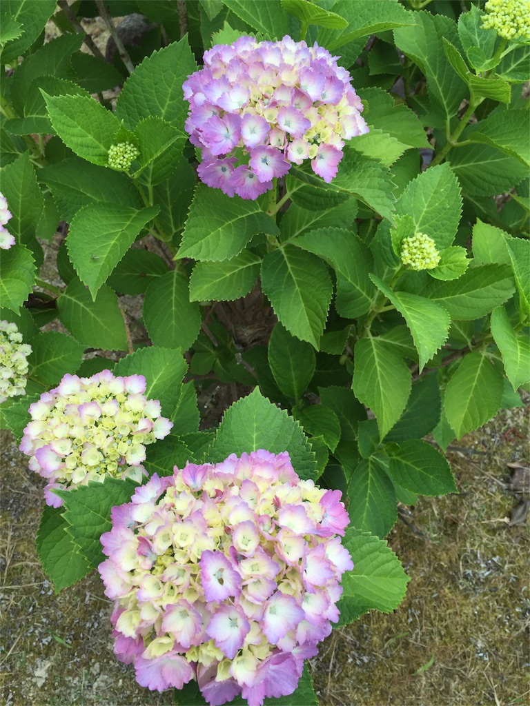 f:id:odayakabiyori:20160604204808j:image f:id:odayakabiyori:20160604204808j:image