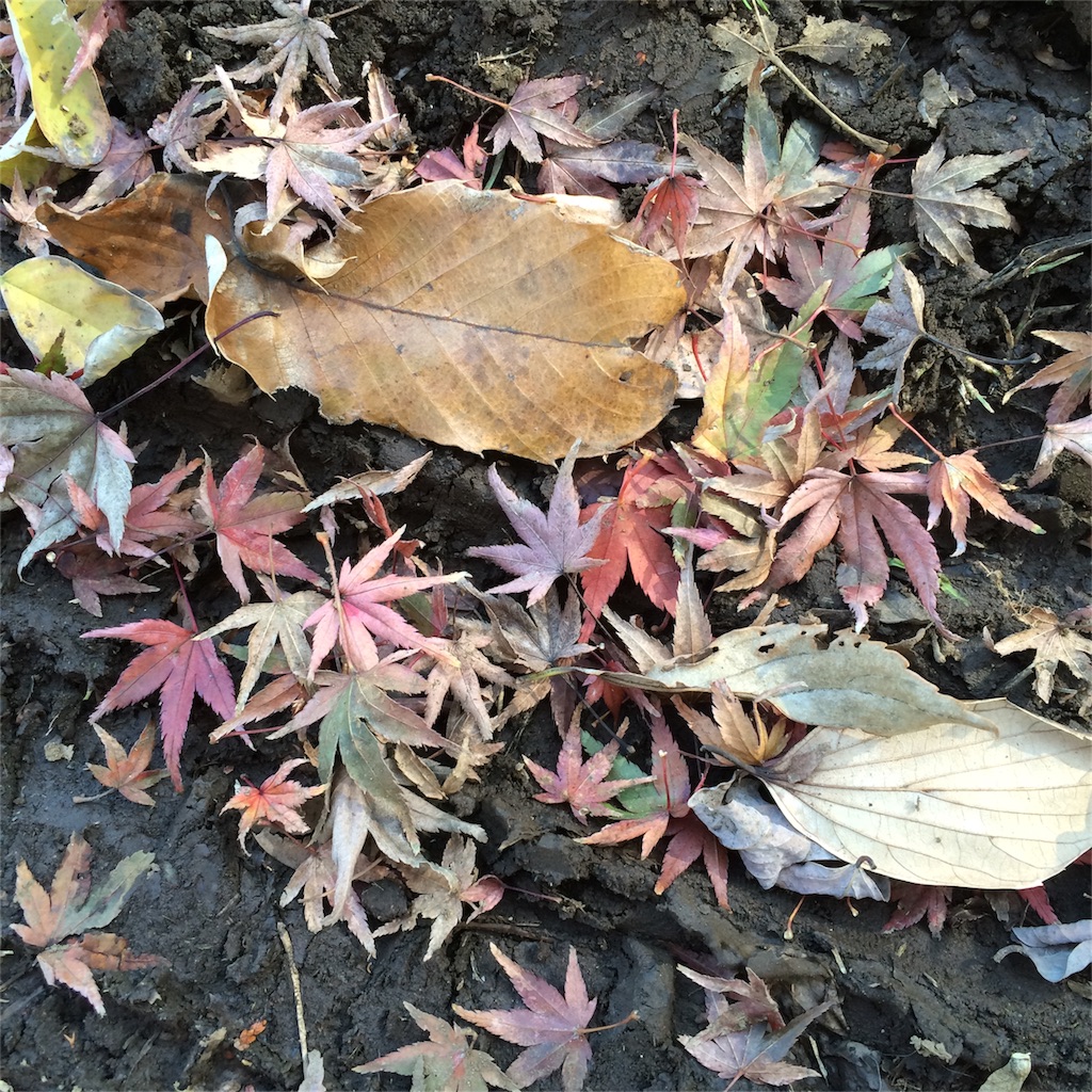 f:id:oeufblog:20151128194723j:image f:id:oeufblog:20151128194723j:image
