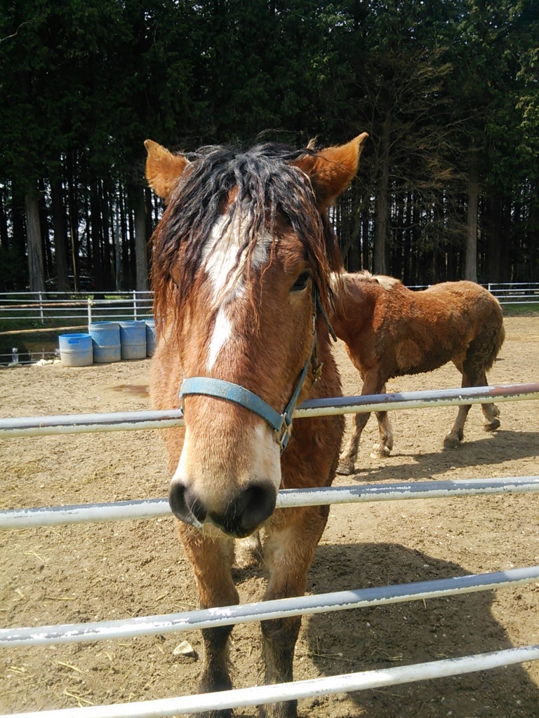 f:id:ogaryohey:20160101142948j:plain