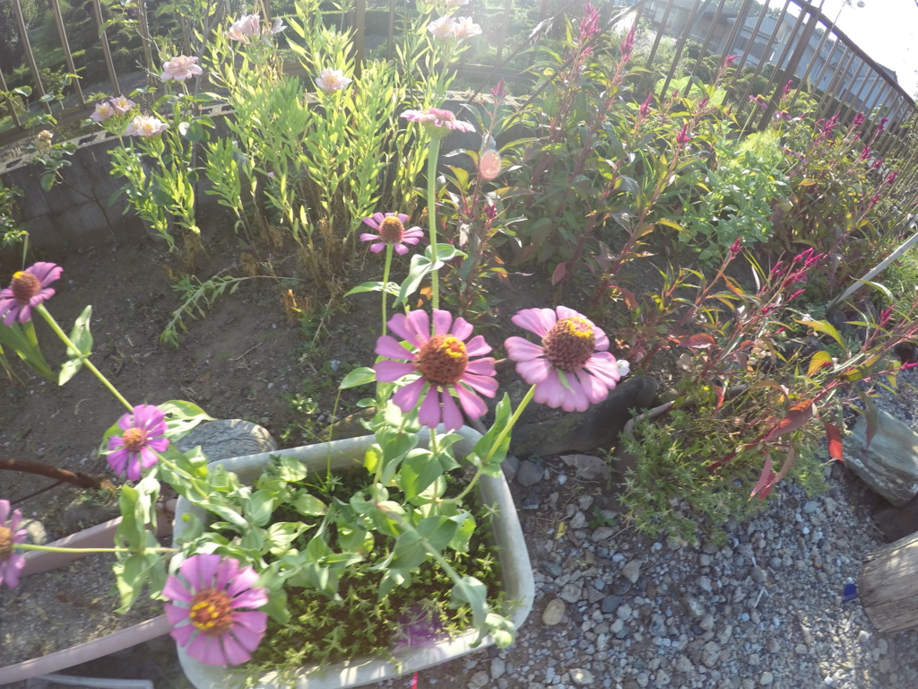 f:id:ogaryohey:20160101143214j:plain