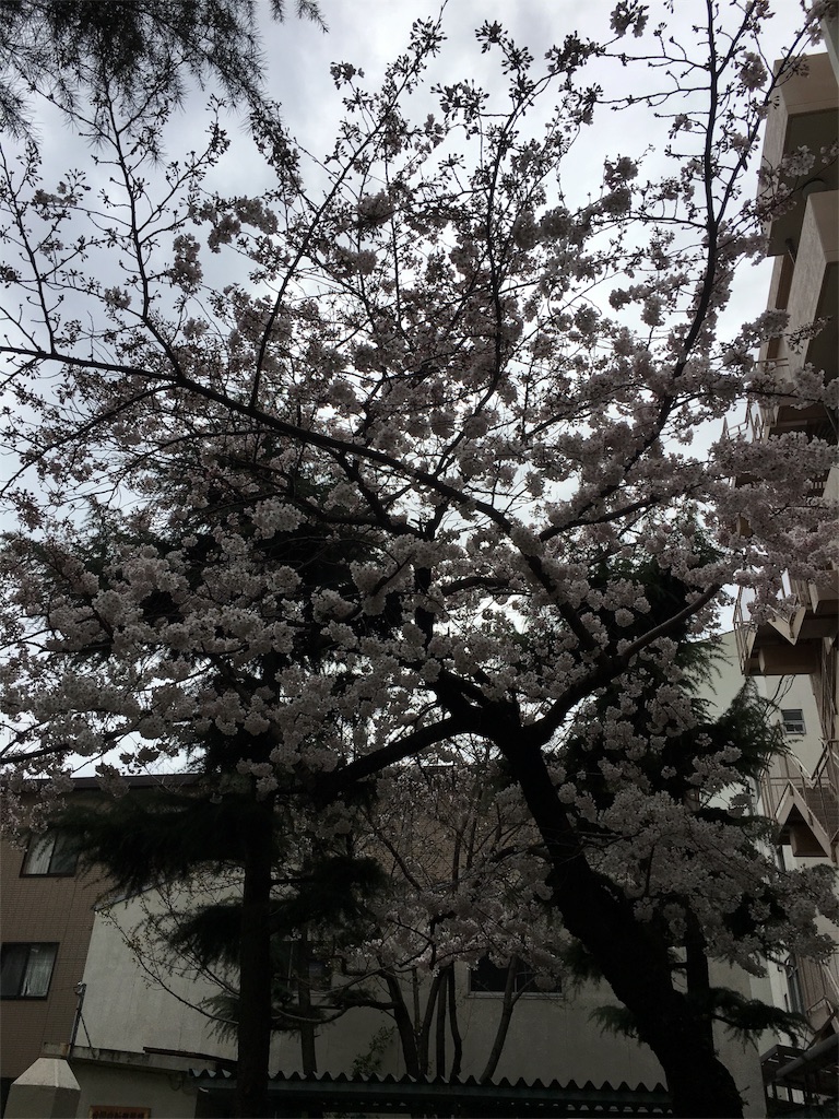 f:id:ogiharamisakiriha:20160403185533j:image f:id:ogiharamisakiriha:20160403185533j:image