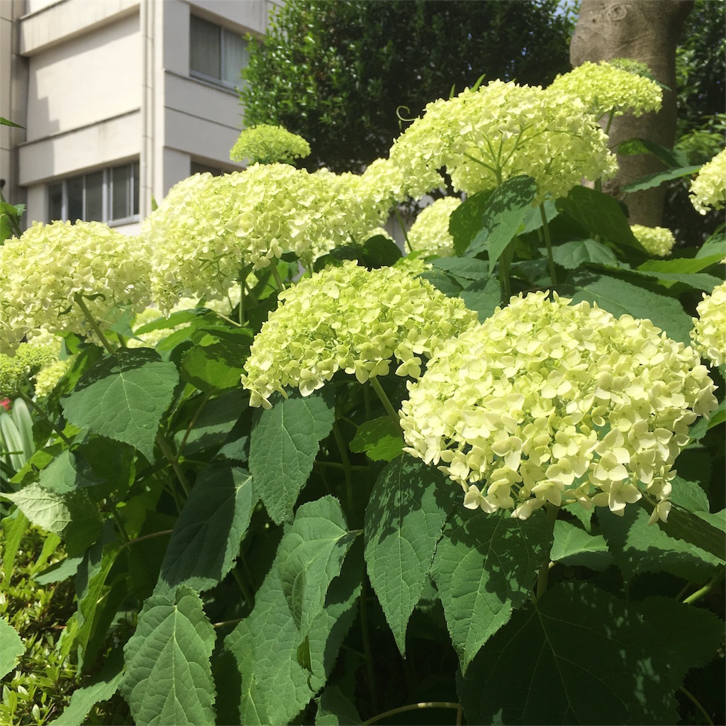 f:id:oguni-miho:20160604211205j:image f:id:oguni-miho:20160604211205j:image