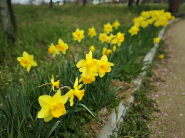 f:id:oh-kiraku:20160402055302j:image f:id:oh-kiraku:20160402055302j:image