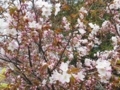 http://cdn-ak.f.st-hatena.com/images/fotolife/o/ohana_s/20180501/20180501180417.jpg