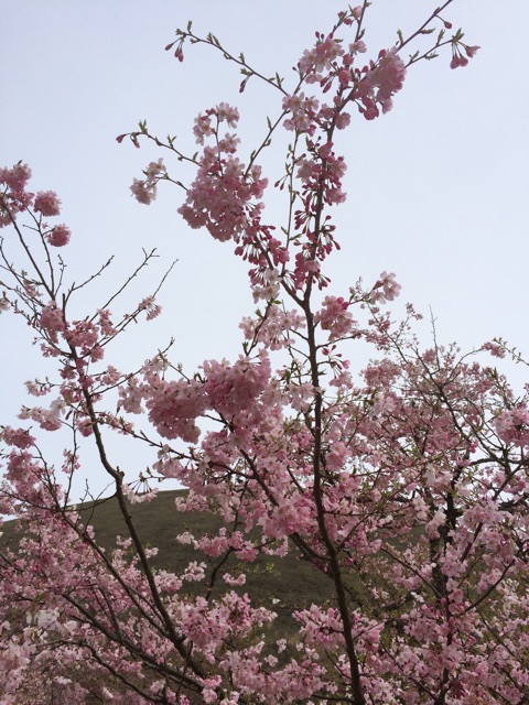 f:id:ohilune:20150413032635j:plain f:id:ohilune:20150413032635j:plain