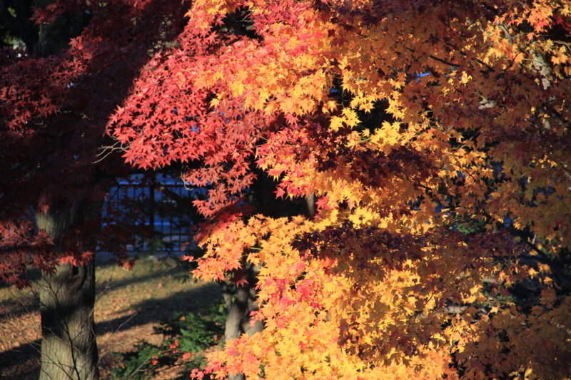 f:id:ohki_furano:20141025222851j:plain f:id:ohki_furano:20141025222851j:plain