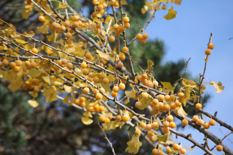 f:id:ohki_furano:20141025223110j:plain f:id:ohki_furano:20141025223110j:plain
