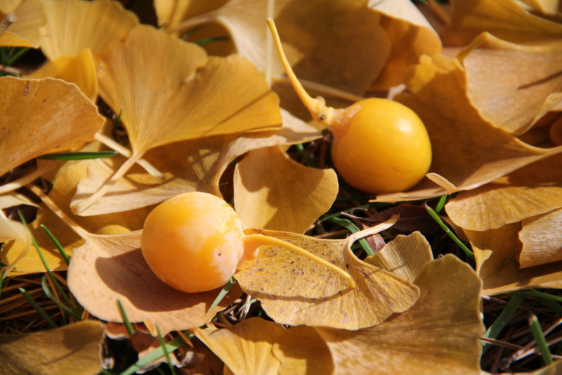 f:id:ohki_furano:20141025223205j:plain f:id:ohki_furano:20141025223205j:plain