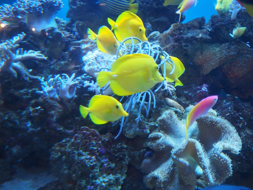 f:id:ohta6322:20151101004628j:image f:id:ohta6322:20151101004628j:image