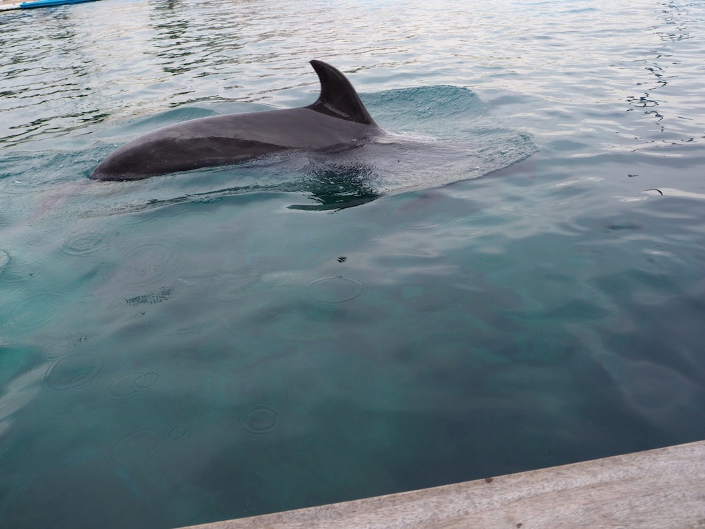 f:id:ohta6322:20151101010958j:image f:id:ohta6322:20151101010958j:image