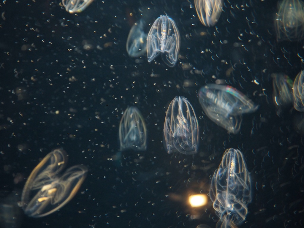f:id:ohta6322:20151101130028j:image f:id:ohta6322:20151101130028j:image