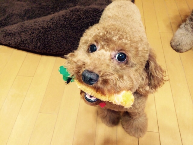 f:id:oiwakedoggies:20141121172222j:plain f:id:oiwakedoggies:20141121172222j:plain