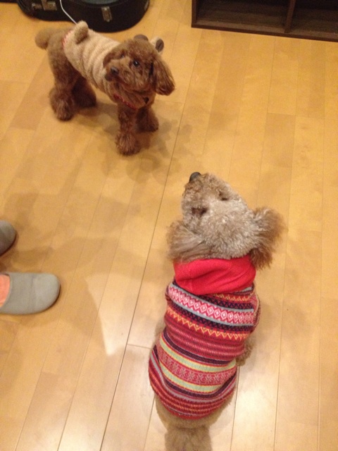 f:id:oiwakedoggies:20141129010049j:plain f:id:oiwakedoggies:20141129010049j:plain