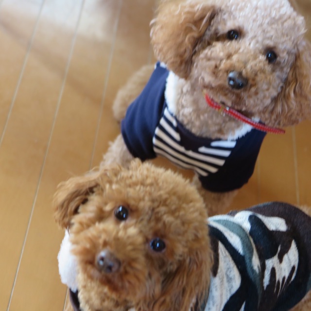 f:id:oiwakedoggies:20141207121427j:plain f:id:oiwakedoggies:20141207121427j:plain