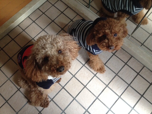 f:id:oiwakedoggies:20141222085754j:plain f:id:oiwakedoggies:20141222085754j:plain