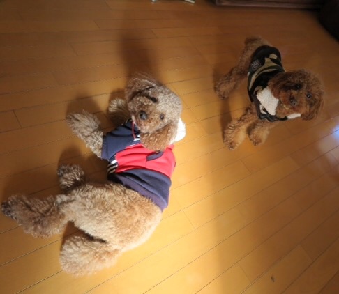 f:id:oiwakedoggies:20150116214146j:plain f:id:oiwakedoggies:20150116214146j:plain