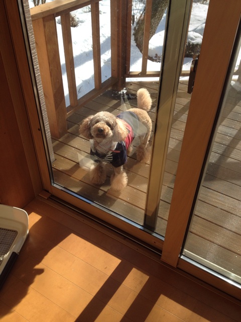 f:id:oiwakedoggies:20150128093604j:plain f:id:oiwakedoggies:20150128093604j:plain