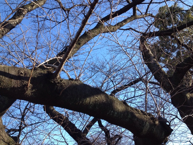 f:id:oiwakedoggies:20150216165304j:plain f:id:oiwakedoggies:20150216165304j:plain