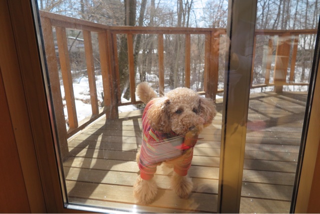 f:id:oiwakedoggies:20150222230732j:plain f:id:oiwakedoggies:20150222230732j:plain