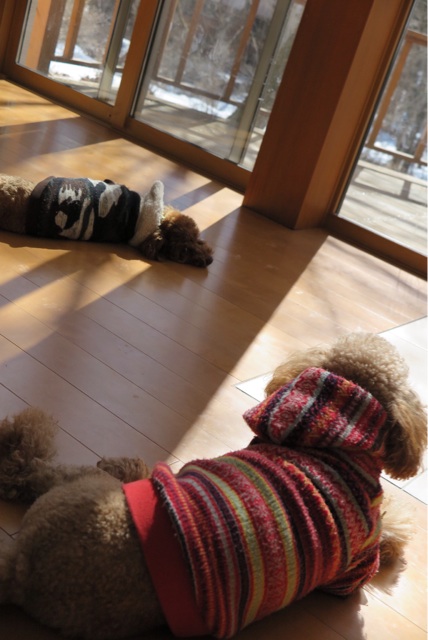 f:id:oiwakedoggies:20150222233530j:plain f:id:oiwakedoggies:20150222233530j:plain