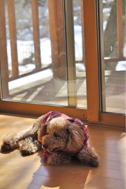 f:id:oiwakedoggies:20150222233807j:plain f:id:oiwakedoggies:20150222233807j:plain
