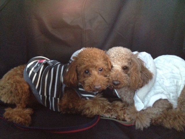 f:id:oiwakedoggies:20150227173949j:plain f:id:oiwakedoggies:20150227173949j:plain