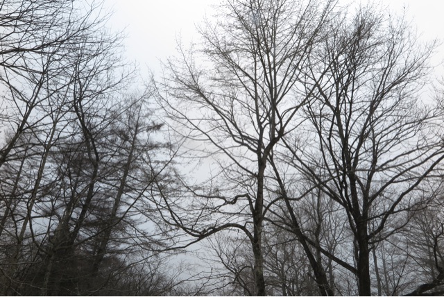 f:id:oiwakedoggies:20150307165821j:plain f:id:oiwakedoggies:20150307165821j:plain