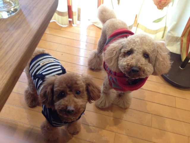 f:id:oiwakedoggies:20150318210853j:plain f:id:oiwakedoggies:20150318210853j:plain