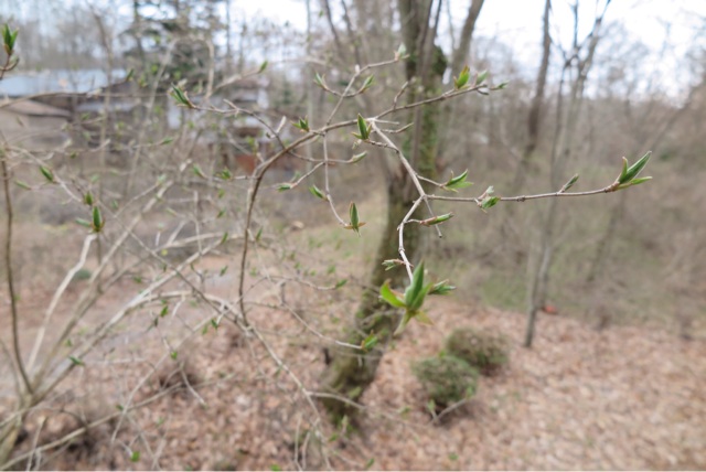 f:id:oiwakedoggies:20150417090119j:plain f:id:oiwakedoggies:20150417090119j:plain