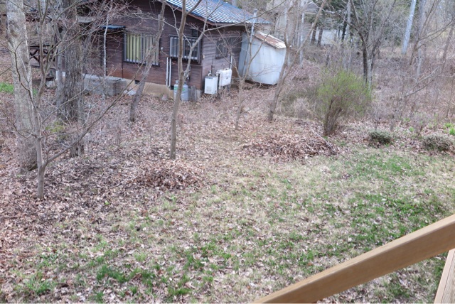 f:id:oiwakedoggies:20150420093925j:plain f:id:oiwakedoggies:20150420093925j:plain