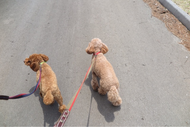 f:id:oiwakedoggies:20150423183506j:plain f:id:oiwakedoggies:20150423183506j:plain